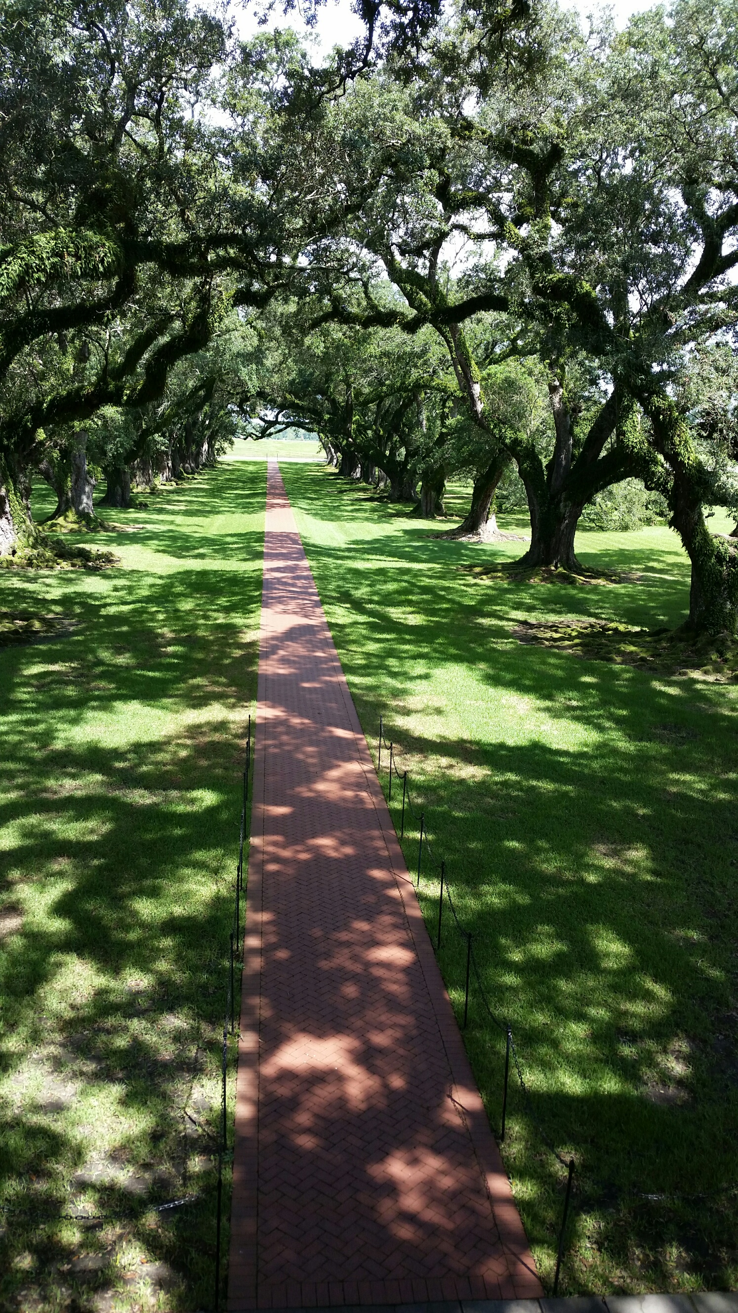 oak-alley