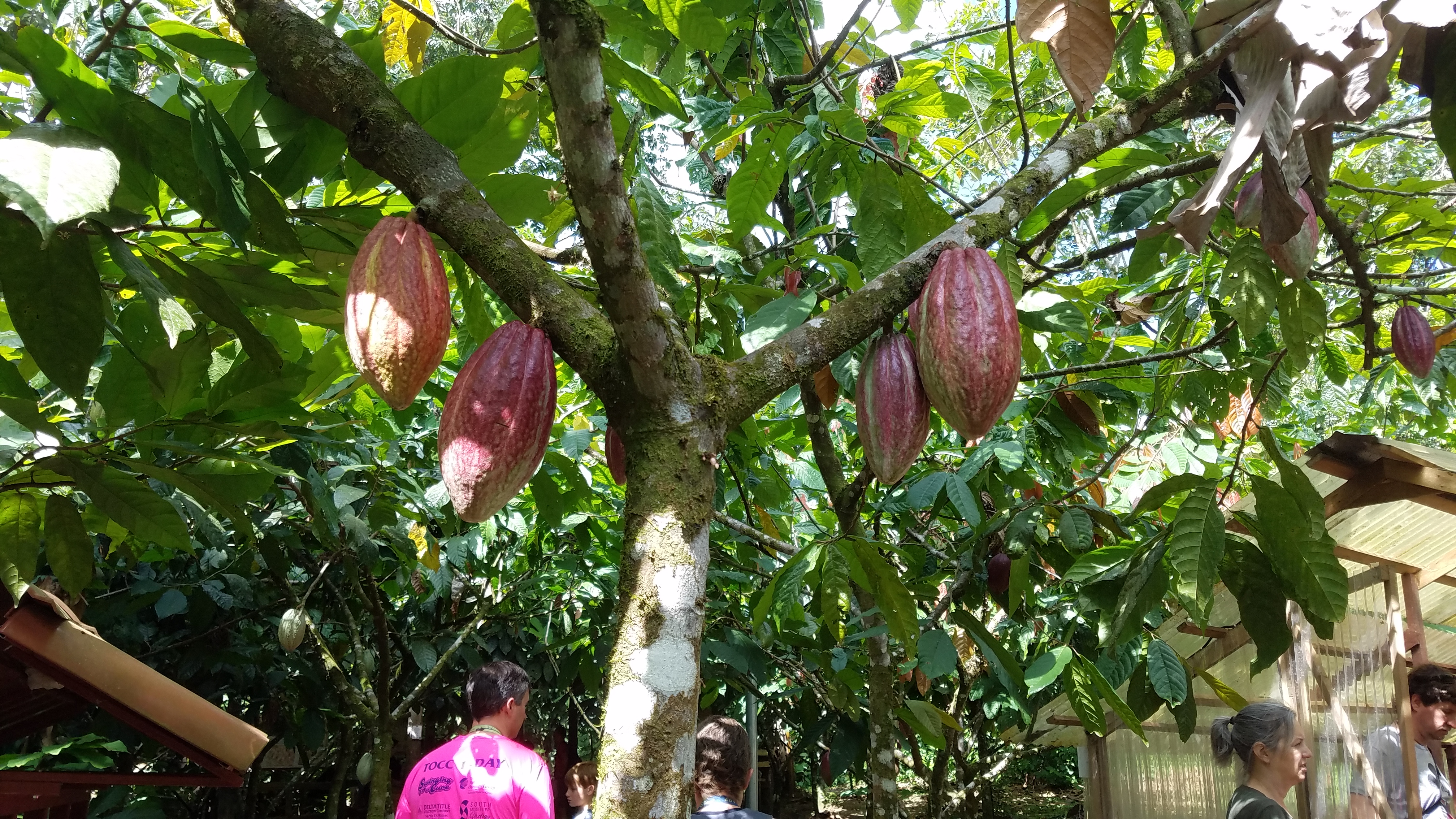 cocoa pods